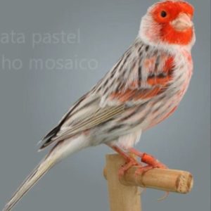 ÁGATA PASTEL ROJO MOSAICO NUEVO 2024 (NO TIENE EL ENVIO DE AVE)