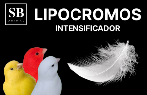Champú e intensificador MELANICOS o LIPOCROMO, especial para concursos resultado instantáneo PROFESIONAL SB
